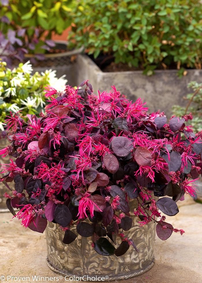 Loropetalum chinense Jazz Hands Bold™
