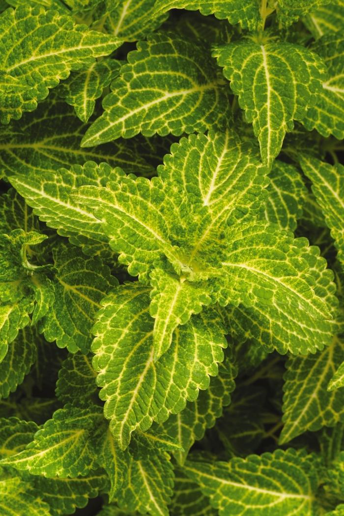 Coleus scutellarioides Electric Lime®