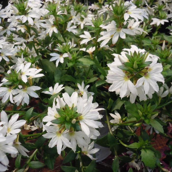 Scaevola aemula Scala White