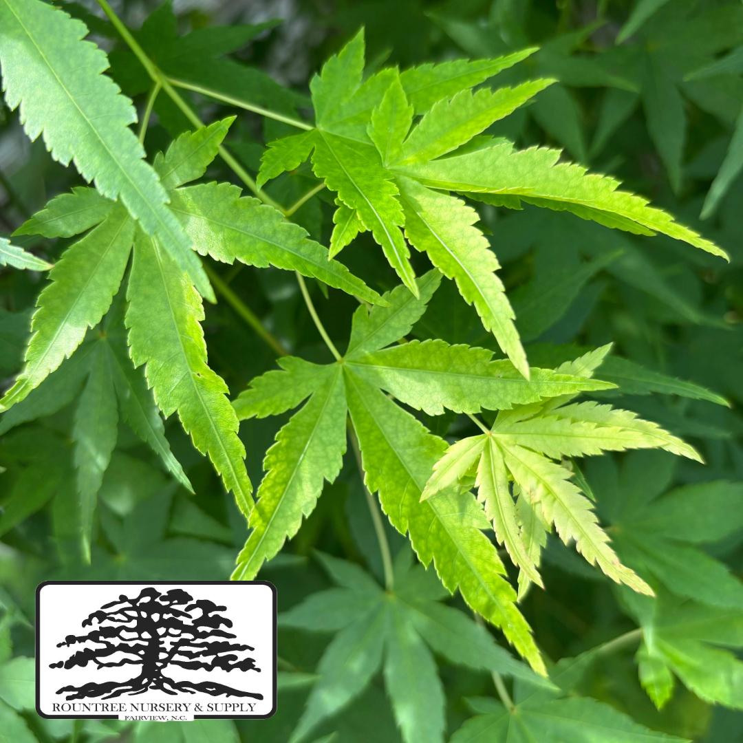 Japanese Maple 'Ryusen' - Spring Color