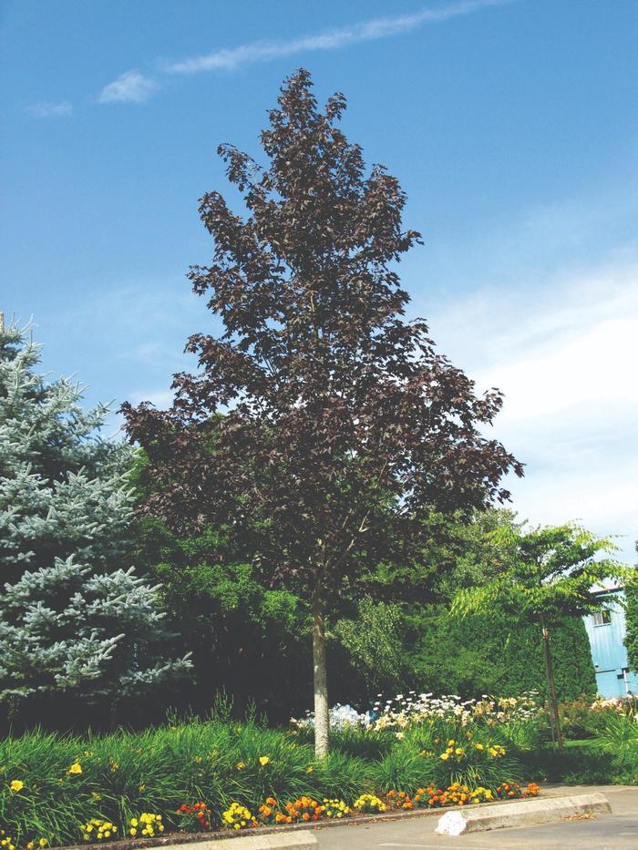 Acer truncatum x platanoides Crimson Sunset®