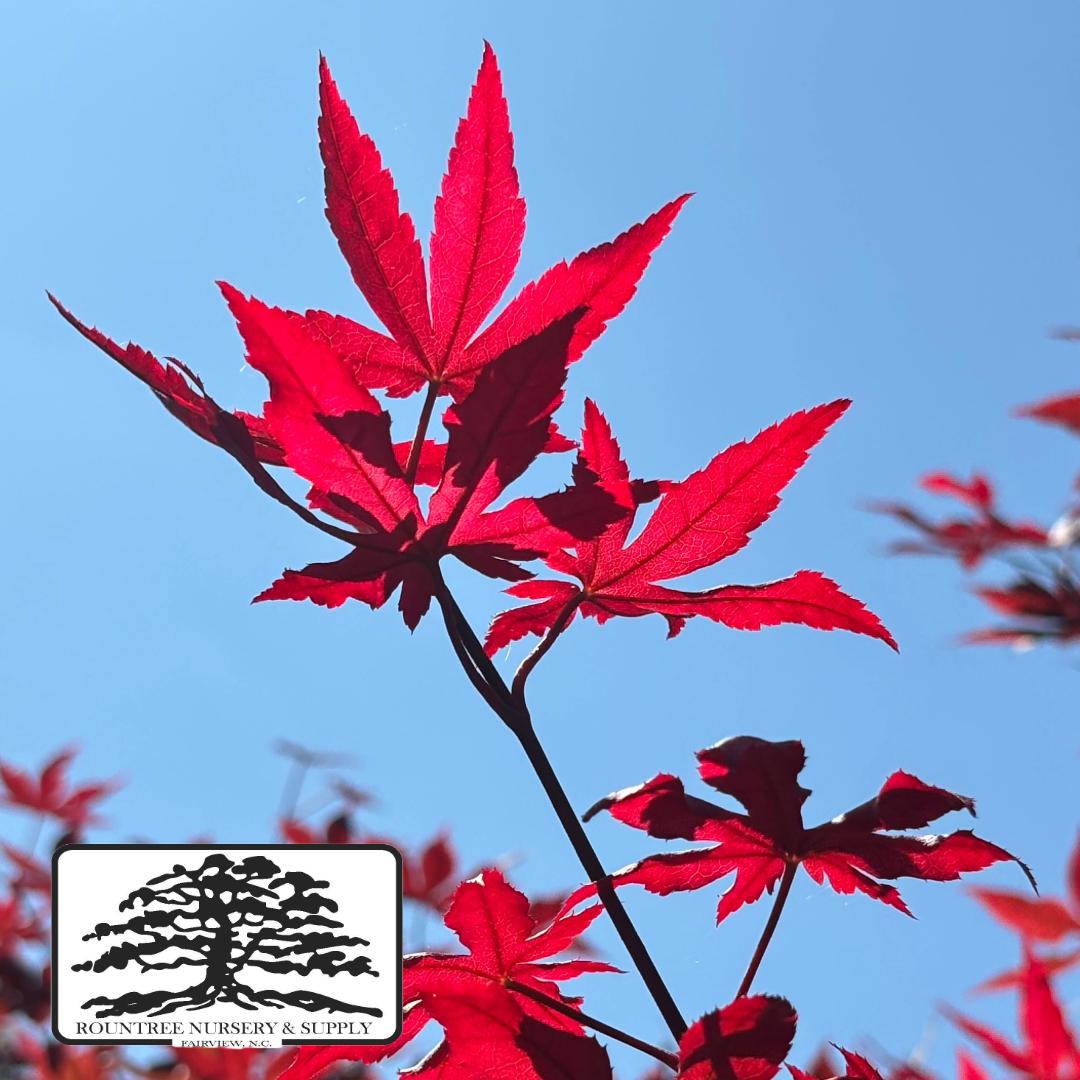 Japanese Maple 'Peve Starfish' - Spring Color