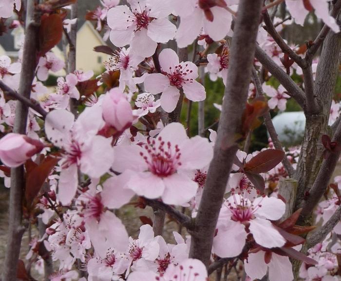 'Krauter Vesuvius' Ornamental Plum - Spring Color
