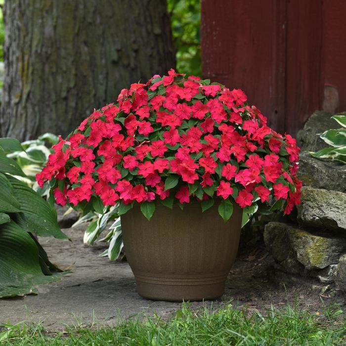 Impatiens walleriana Beacon® Lipstick
