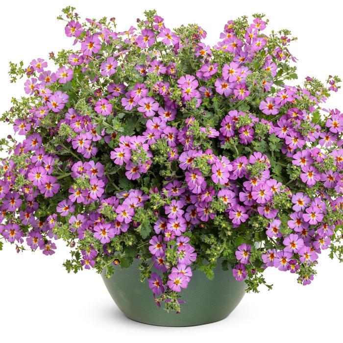 Jamesbrittenia Safari® Dusk