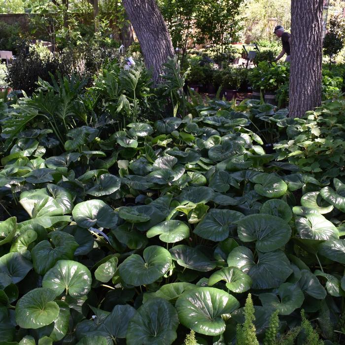 Farfugium japonicum