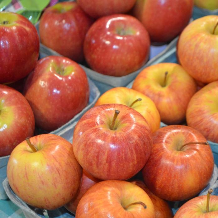 Malus domestica Pink Lady®