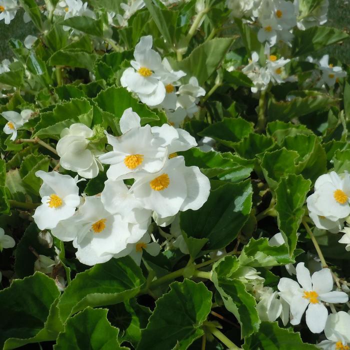 Begonia x benariensis Big™ White Green Leaf