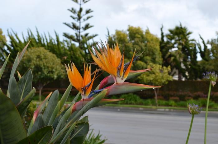 Strelitzia reginae