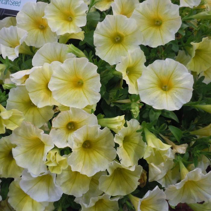 Petchoa Caliburst™ Yellow