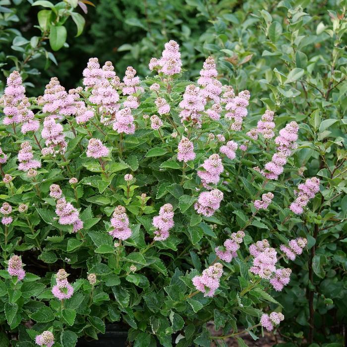 Caryopteris incana Beyond Pink'd®