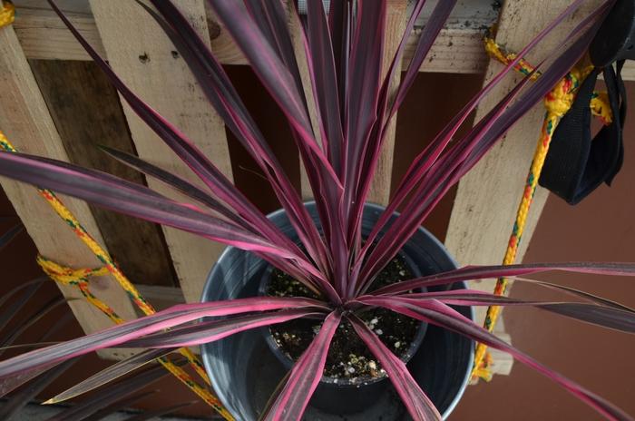 Cordyline Dance™ Paso Doble