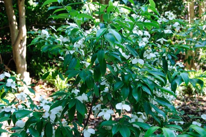 Cornus angustata Empress of China®
