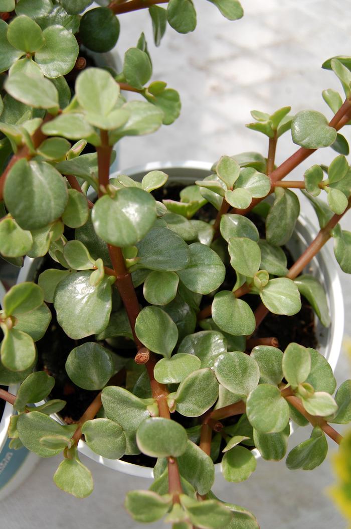 Crassula ovata Variegata