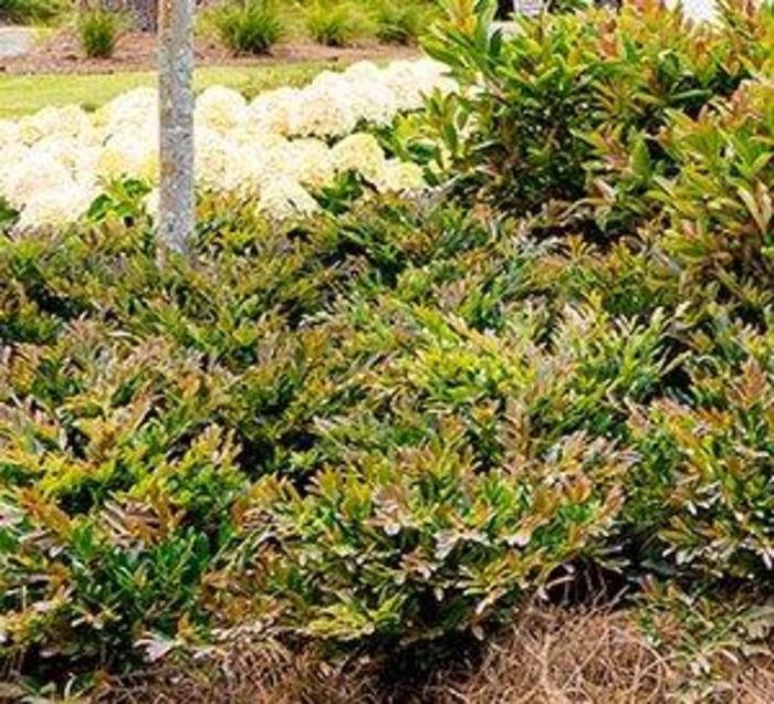 Distylium Cast in Bronze®