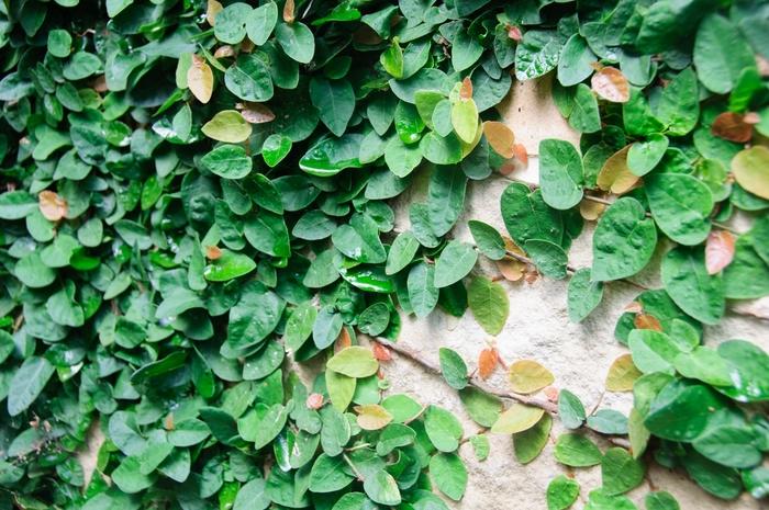 Ficus pumila