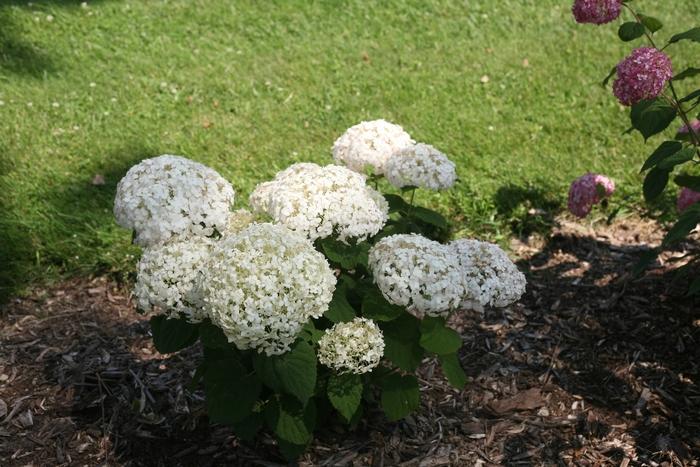 Hydrangea arborescens Invincibelle Wee White®