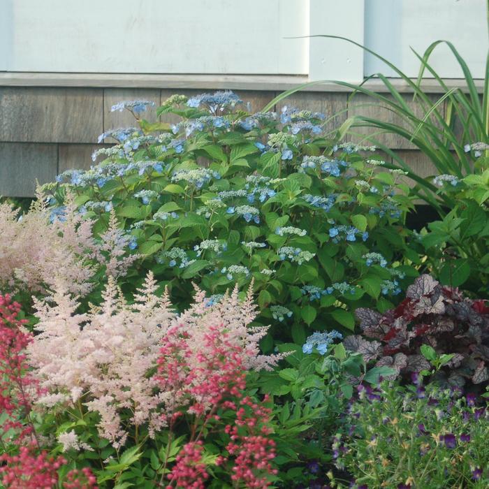 Hydrangea serrata Blue Billow