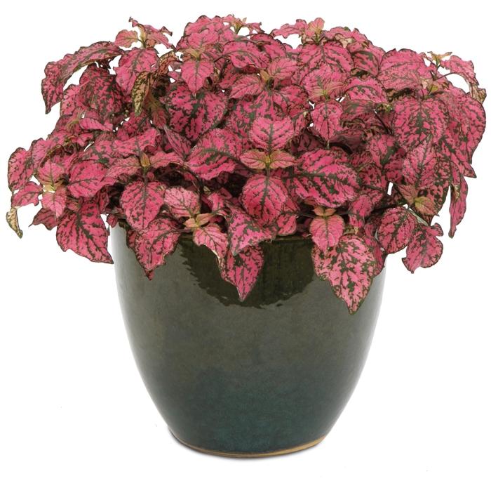 Hypoestes phyllostachya Hippo® Rose