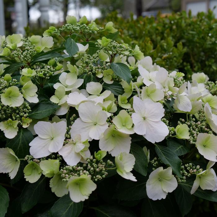Hydrangea Fairytrail Bride™