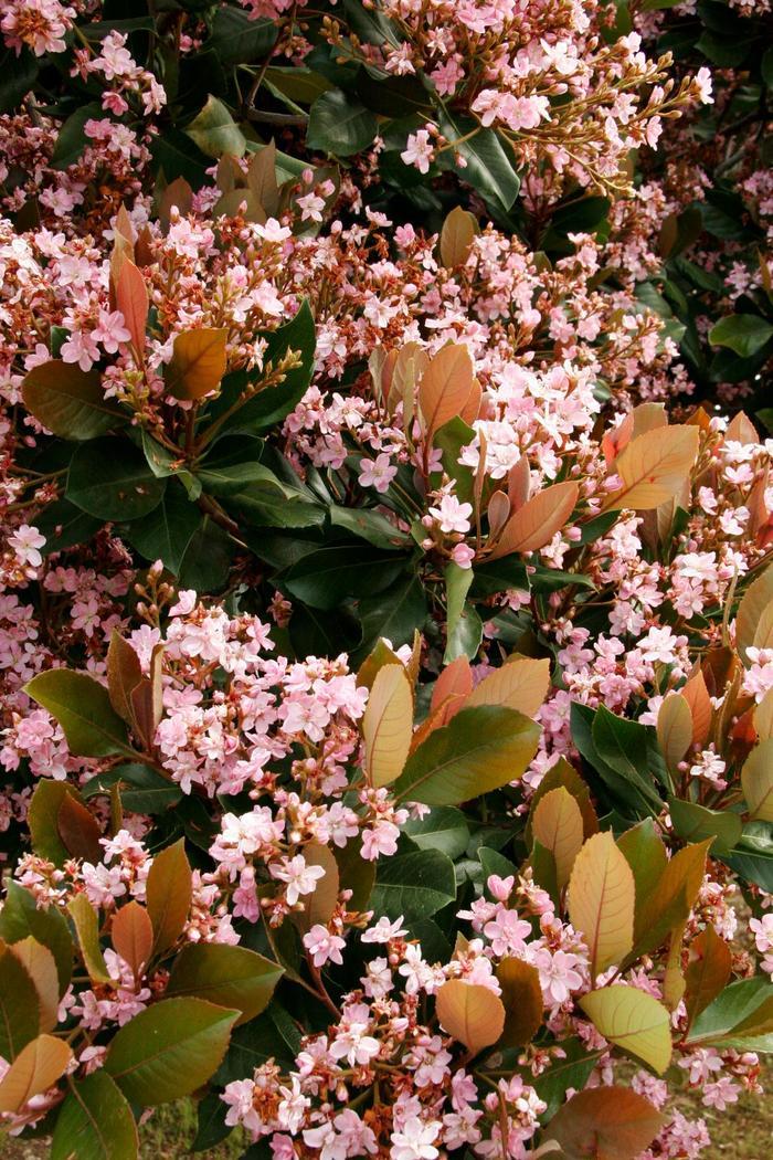 Rhaphiolepis indica Rosalinda®