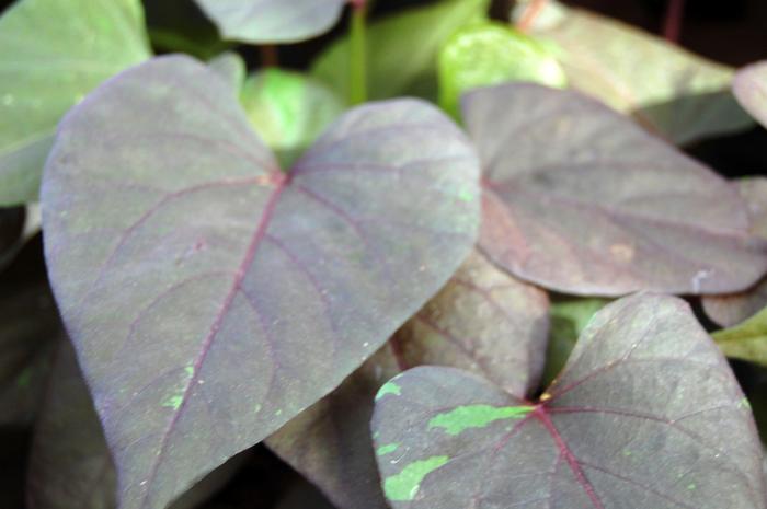 Ipomoea batatas Black Heart