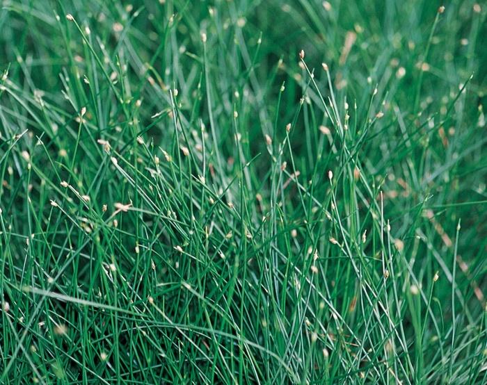 Scirpus cernuus Graceful Grasses® Fiber Optic Grass