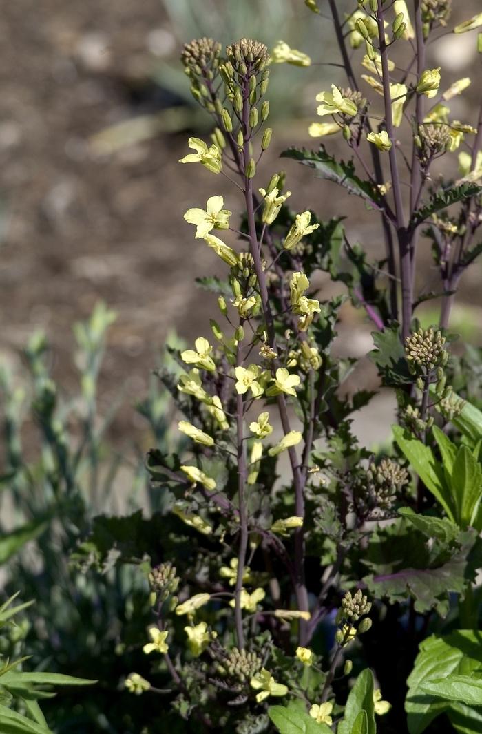 Brassica oleracea var. acephala Redbor