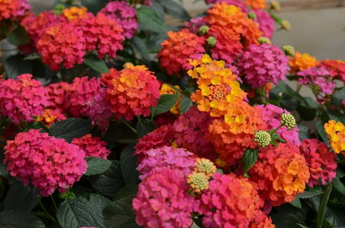 Lantana camara Lucky™ Sunrise Rose