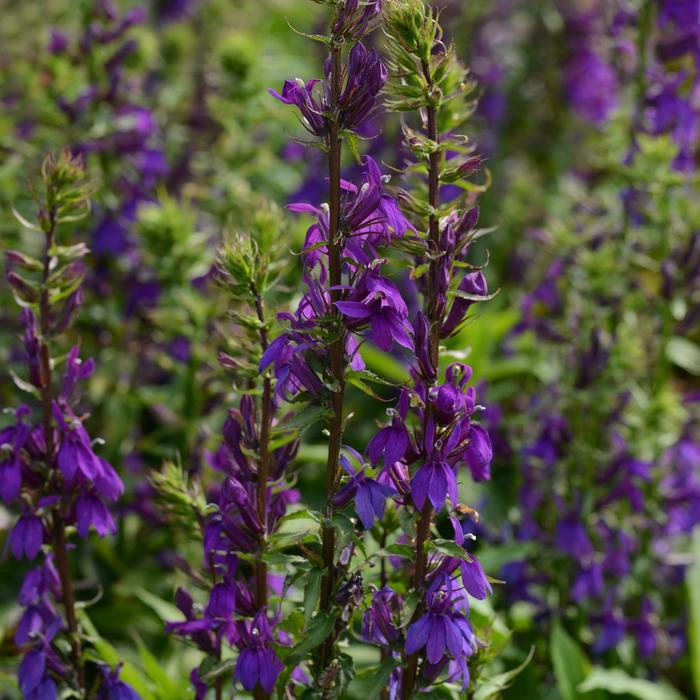 Lobelia x speciosa Starship™ Blue