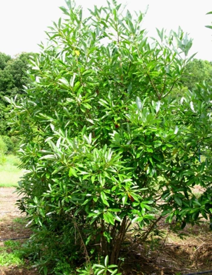Magnolia virginiana