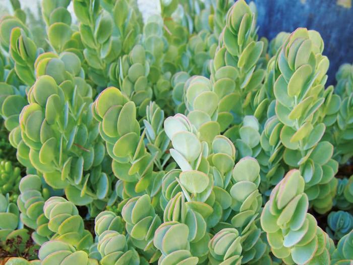 Kalanchoe marnieriana