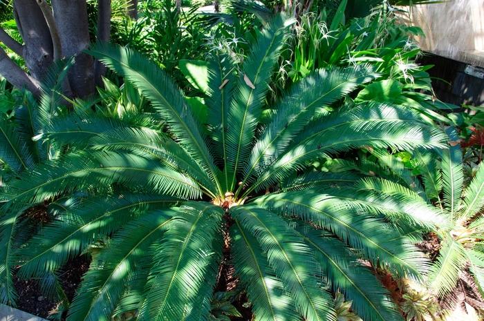 Cycas revoluta