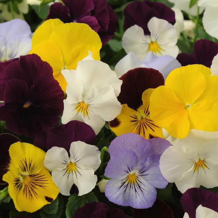 Viola x wittrockiana Cool Wave® Mix