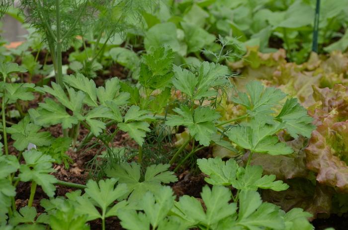 Petroselinum crispum var. neapolitanum Dark Green Italian
