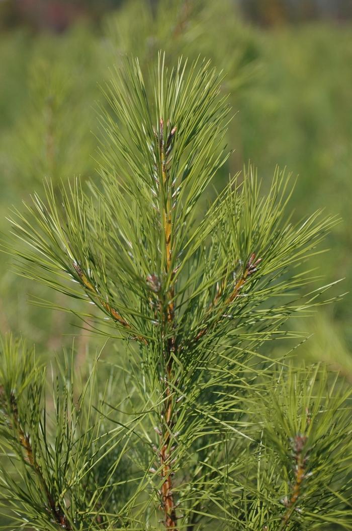 Pinus taeda