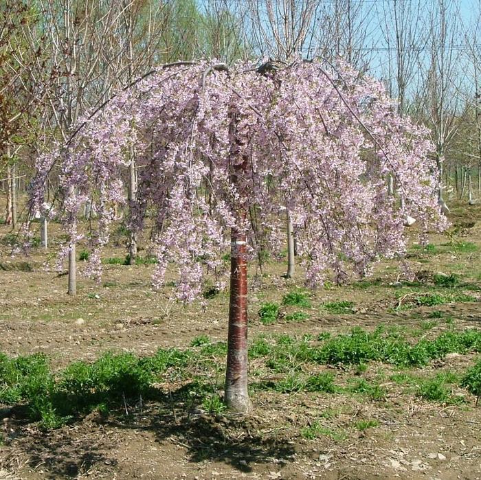 Prunus Weeping Extraordinaire™