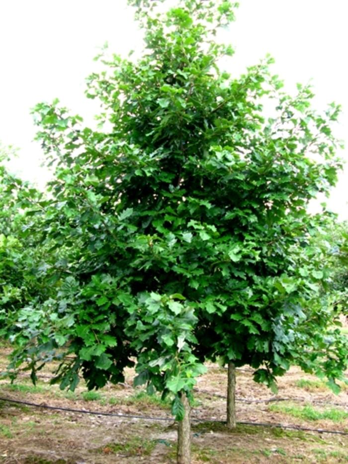 Quercus bicolor