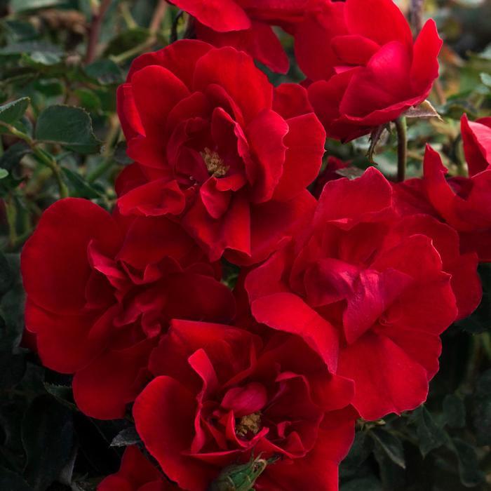 Rosa Brick House®