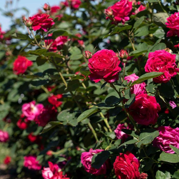 Rosa Sweet Spirit™