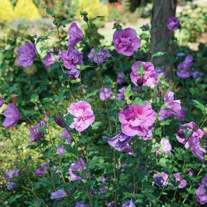 Hibiscus syriacus Chiffon® Dark Lavender