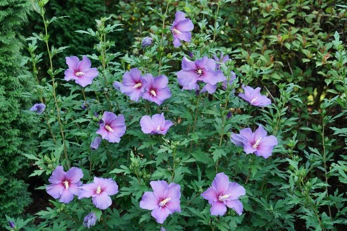 Hibiscus syriacus Paraplu Violet®