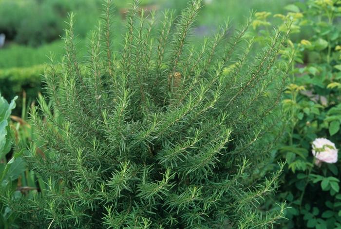 Rosmarinus officinalis