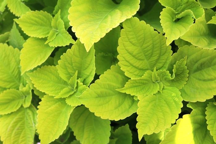 Coleus Main Street Chartres Street