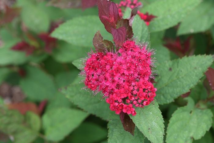 Spiraea Double Play Doozie®