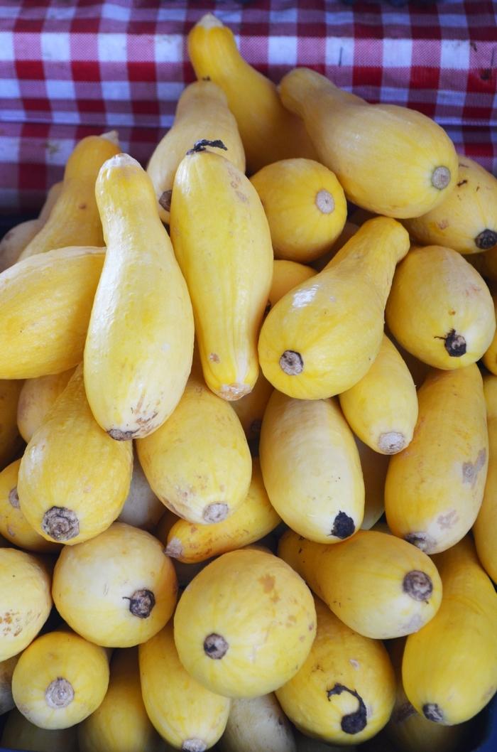 Cucurbita pepo Straightneck