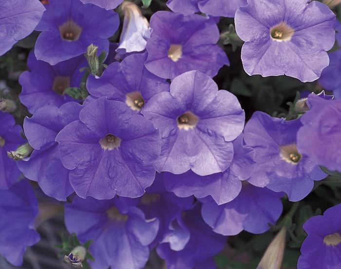 Petunia Surfinia® Trailing Sky Blue
