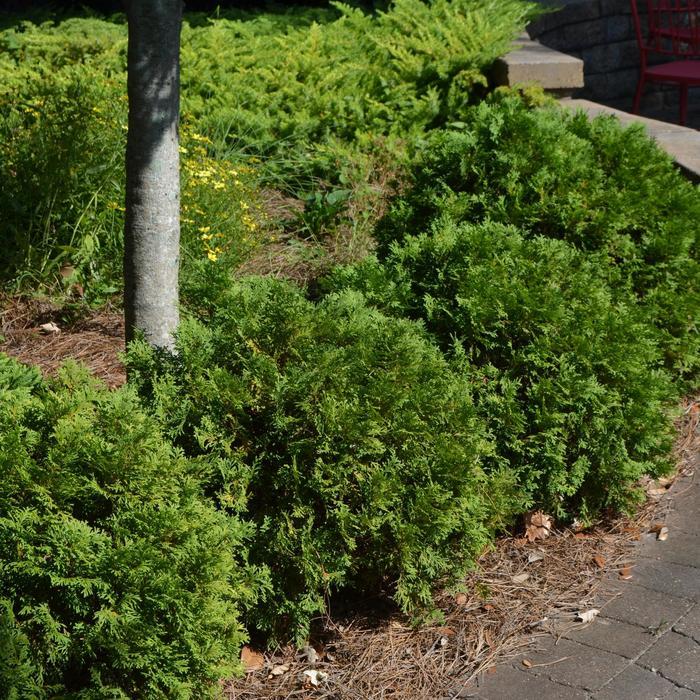 Thuja occidentalis Mr. Bowling Ball®