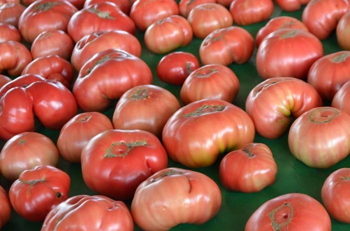 Lycopersicon esculentum German Johnson