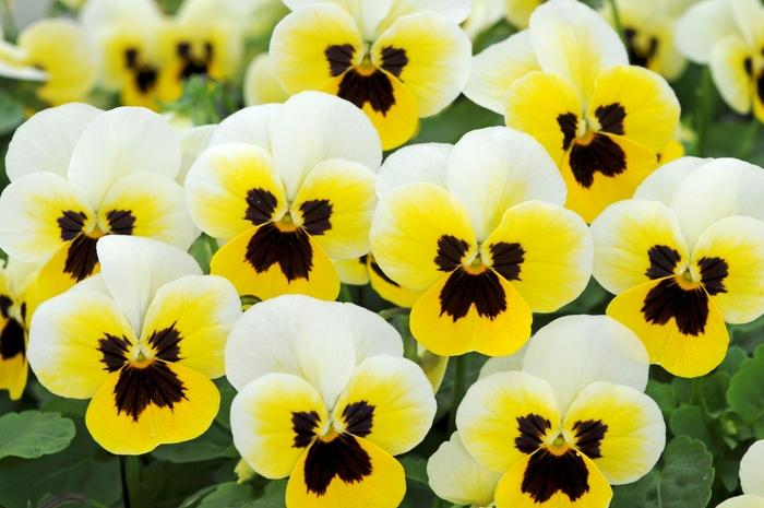 Viola cornuta Sorbet® XP Lemon Ice Blotch